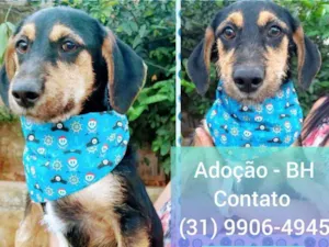 Cachorro raça SRD idade 2 a 6 meses nome Zeus