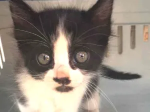 Gato raça SRD idade Abaixo de 2 meses nome Aline