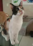Diana