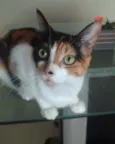 Diana