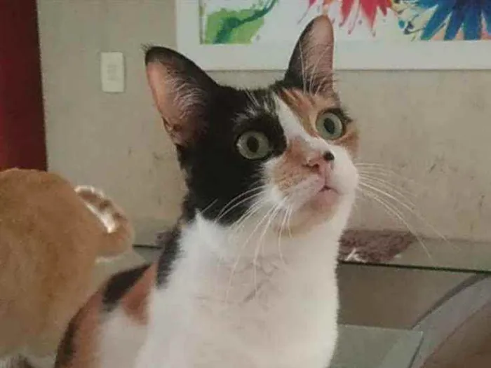 Gato ra a Srd idade 2 anos nome Diana
