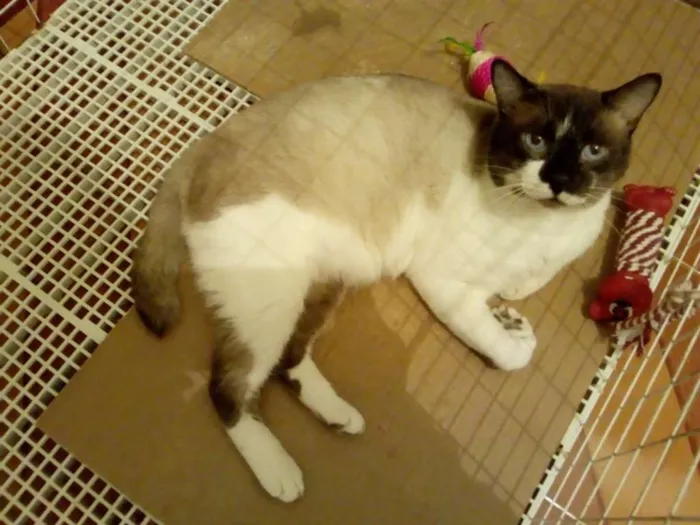 Gato ra a sem raça definida idade 2 anos nome Blue