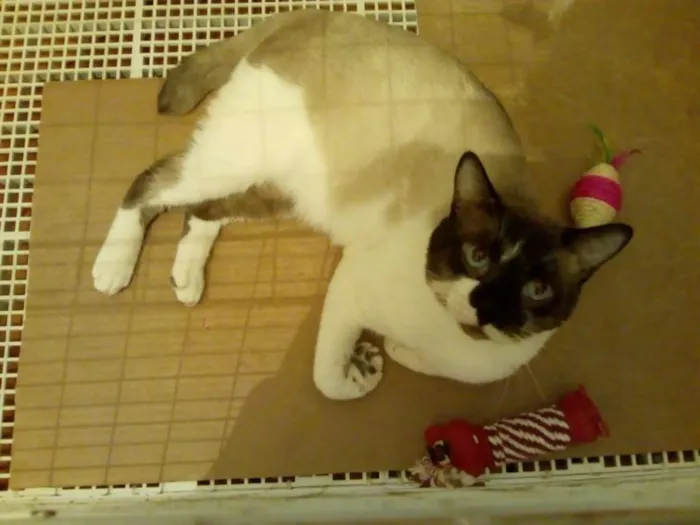 Gato ra a sem raça definida idade 2 anos nome Blue