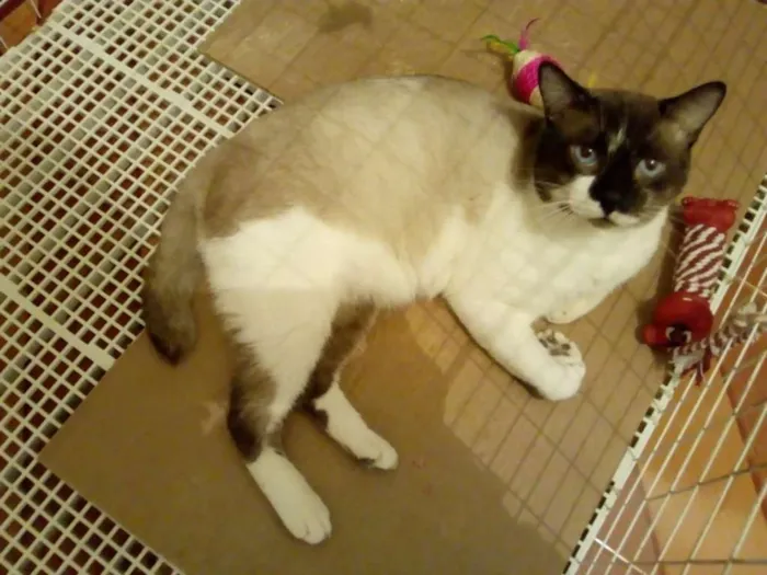 Gato ra a sem raça definida idade 2 anos nome Blue