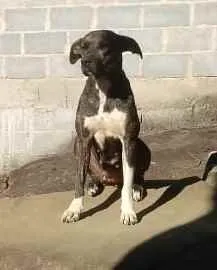 Cachorro raça Rottweiler idade 3 anos nome Tiara