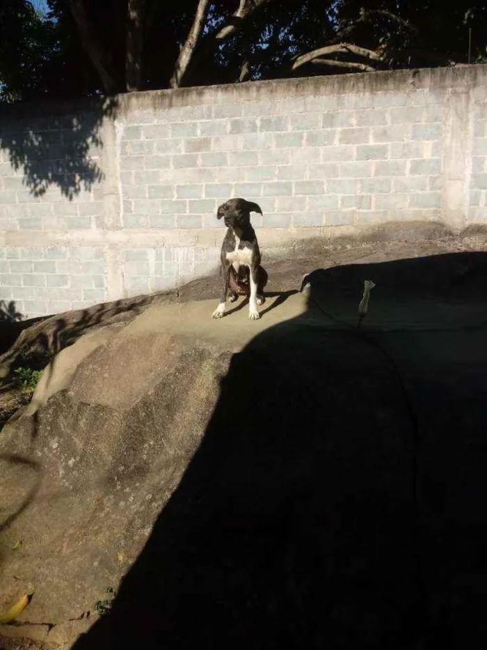 Cachorro raça Rottweiler idade 3 anos nome Tiara