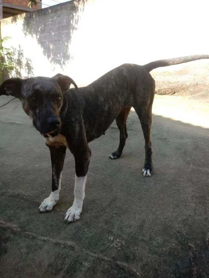 Cachorro raça Rottweiler idade 3 anos nome Tiara