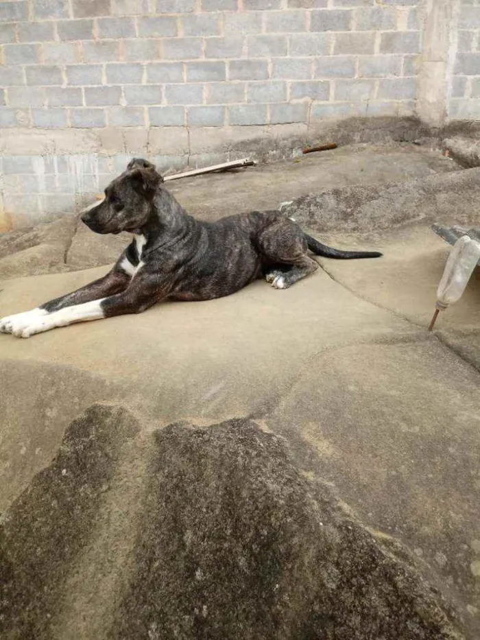 Cachorro raça Rottweiler idade 3 anos nome Tiara