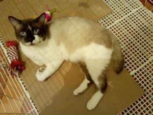 Gato raça sem raça definida idade 2 anos nome Blue