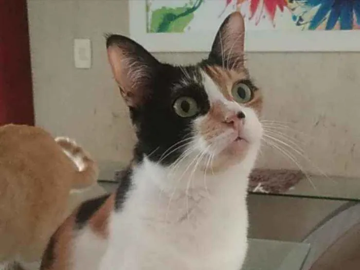 Gato ra a Srd idade 2 anos nome Diana