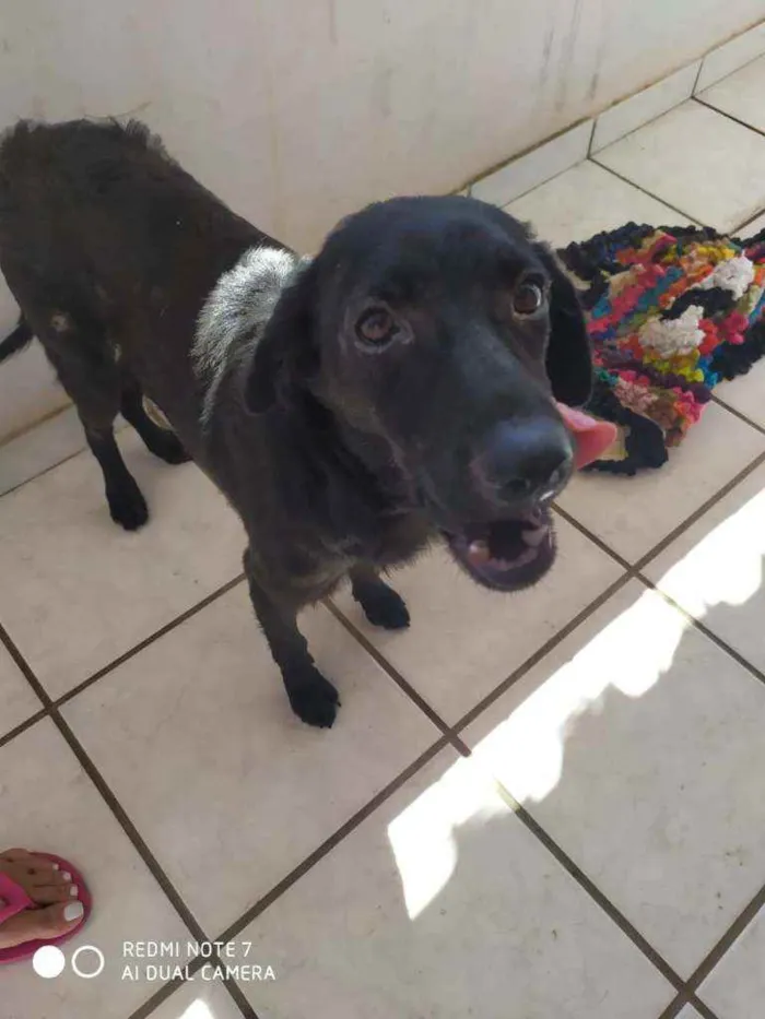Cachorro raça Srd idade 2 anos nome Lilica