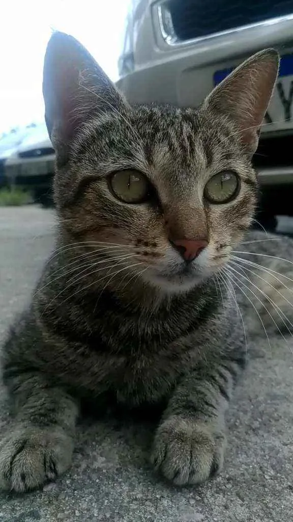 Gato ra a Srd idade 2 anos nome Vick