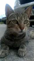 Vick