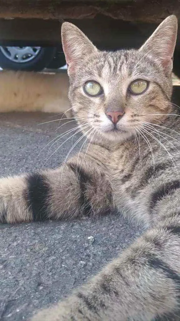 Gato ra a Srd idade 2 anos nome Vick
