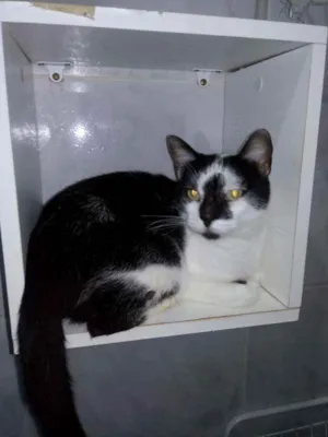 Gato raça Srd idade 7 a 11 meses nome Milu
