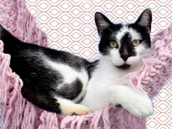 Gato ra a Srd idade 7 a 11 meses nome Milu