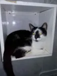 Milu