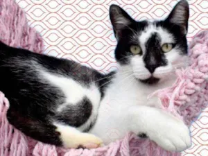 Gato raça Srd idade 7 a 11 meses nome Milu