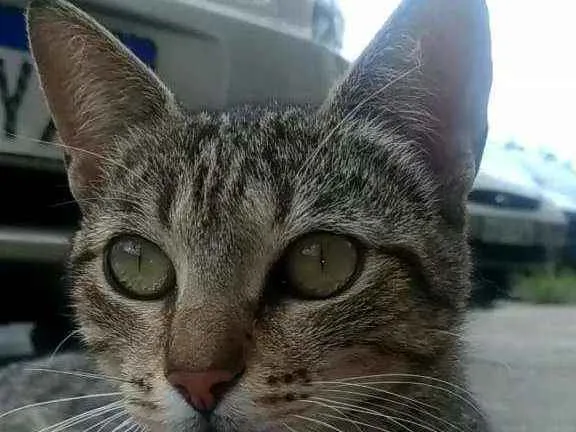 Gato ra a Srd idade 2 anos nome Vick