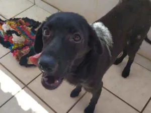Cachorro raça Srd idade 2 anos nome Lilica