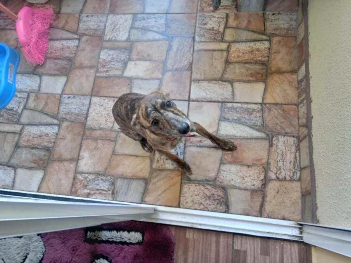 Cachorro ra a Vira lata idade 7 a 11 meses nome Não tem