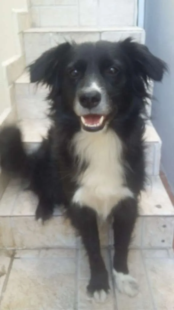 Cachorro ra a SRD-ViraLata idade 2 anos nome Smoke