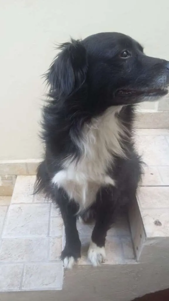 Cachorro ra a SRD-ViraLata idade 2 anos nome Smoke