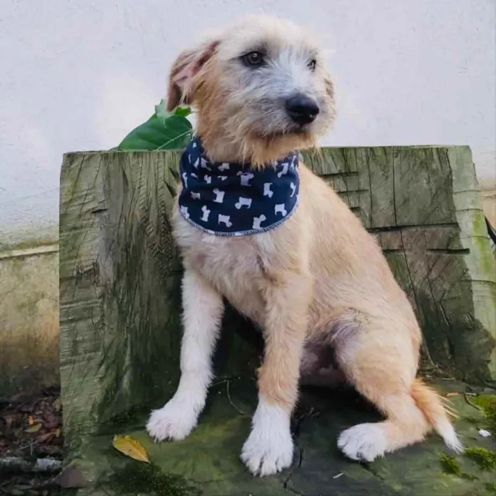 Cachorro ra a srd idade 7 a 11 meses nome Lami