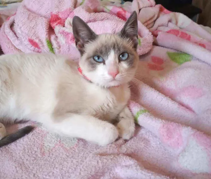 Gato ra a Não sei a raça idade 2 a 6 meses nome Não tem nome