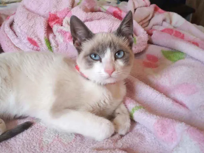 Gato ra a Não sei a raça idade 2 a 6 meses nome Não tem nome