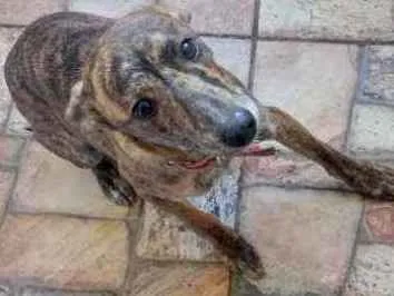 Cachorro ra a Vira lata idade 7 a 11 meses nome Não tem