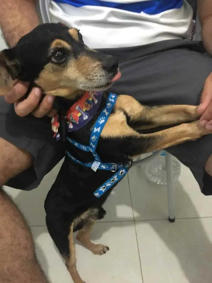 Cachorro ra a Mistura vira lata com pinsher idade 3 anos nome Tuco