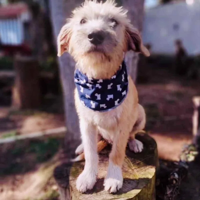 Cachorro ra a srd idade 7 a 11 meses nome Lami