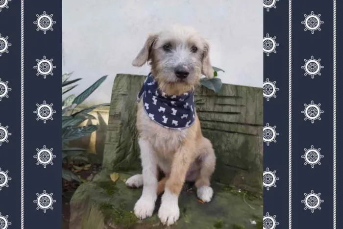 Cachorro ra a srd idade 7 a 11 meses nome Lami