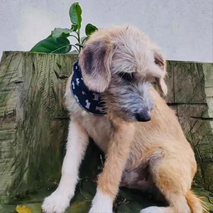 Cachorro ra a srd idade 7 a 11 meses nome Lami