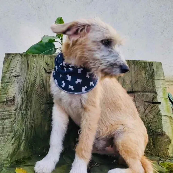 Cachorro ra a srd idade 7 a 11 meses nome Lami