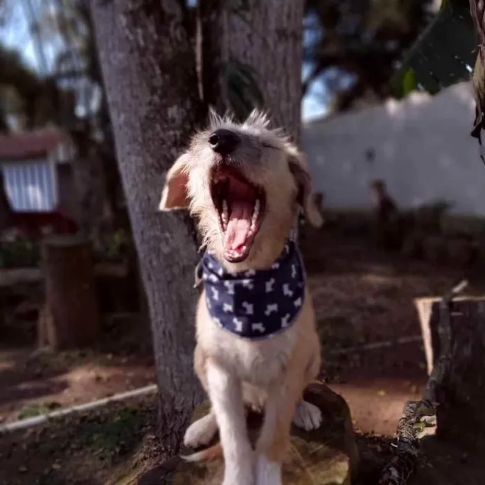 Cachorro ra a srd idade 7 a 11 meses nome Lami