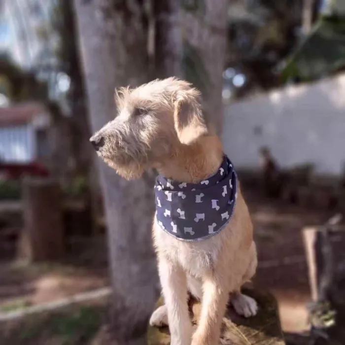 Cachorro ra a srd idade 7 a 11 meses nome Lami
