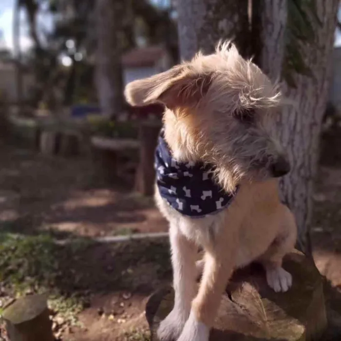 Cachorro ra a srd idade 7 a 11 meses nome Lami