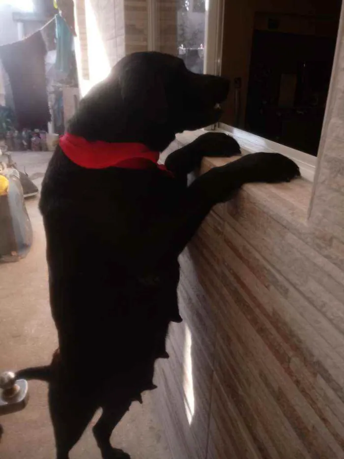 Cachorro ra a Mestiça labrador  idade 3 anos nome Pantera