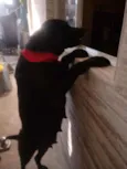 Pantera
