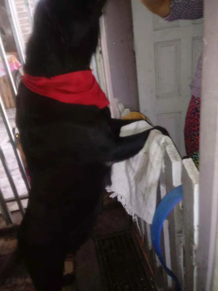 Cachorro ra a Mestiça labrador  idade 3 anos nome Pantera