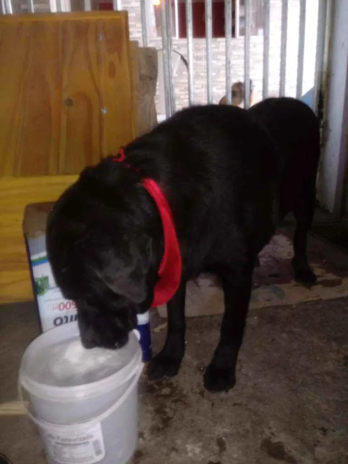 Cachorro ra a Mestiça labrador  idade 3 anos nome Pantera