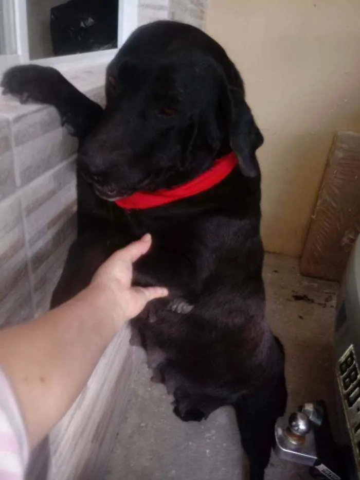 Cachorro ra a Mestiça labrador  idade 3 anos nome Pantera