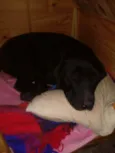 Pantera