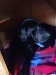Pantera