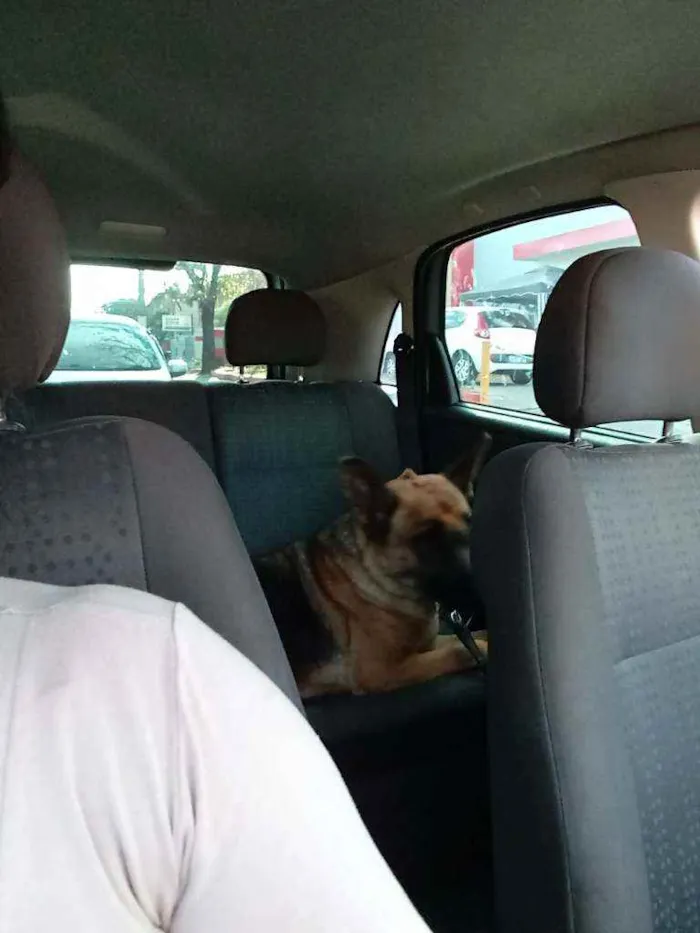 Cachorro ra a PASTOR idade 3 anos nome CHARLOTTE