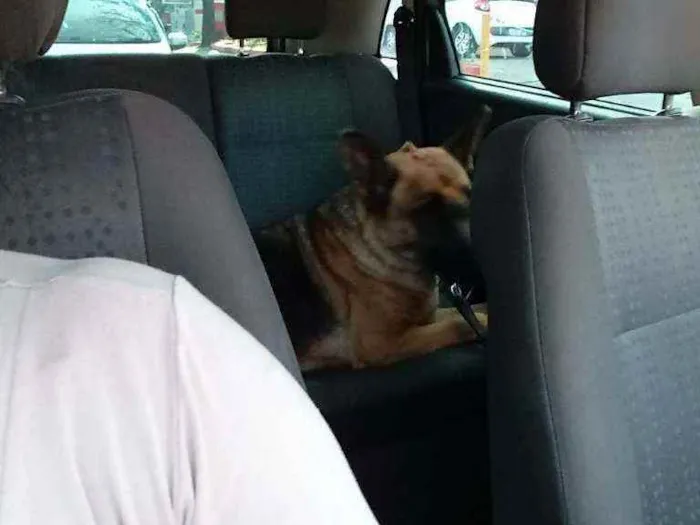 Cachorro ra a PASTOR idade 3 anos nome CHARLOTTE