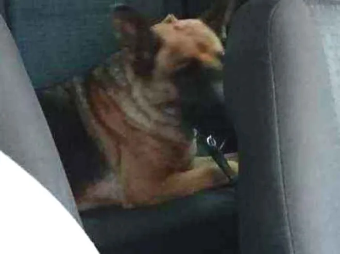 Cachorro ra a PASTOR idade 3 anos nome CHARLOTTE