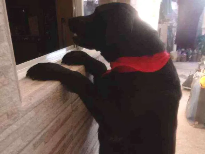 Cachorro ra a Mestiça labrador  idade 3 anos nome Pantera